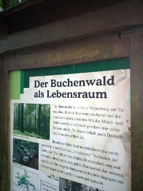 buchenwald UND lebensraum